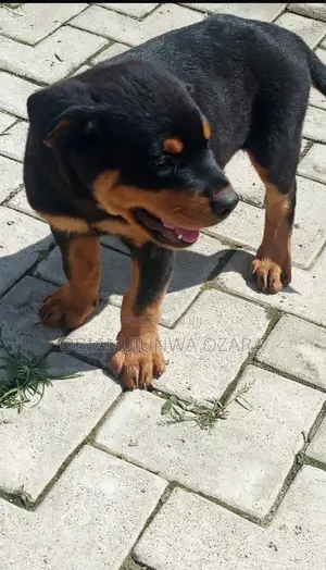 1-3 months Male Purebred Rottweiler