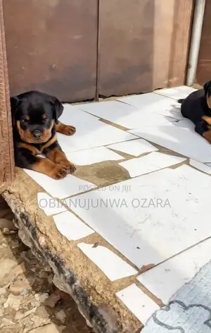 1-3 months Female Purebred Rottweiler