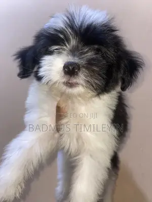 1-3 months Male Purebred Lhasa Apso