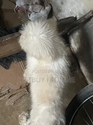 1-3 months Female Purebred Lhasa Apso