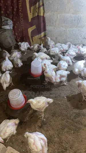 Broiler Chicken