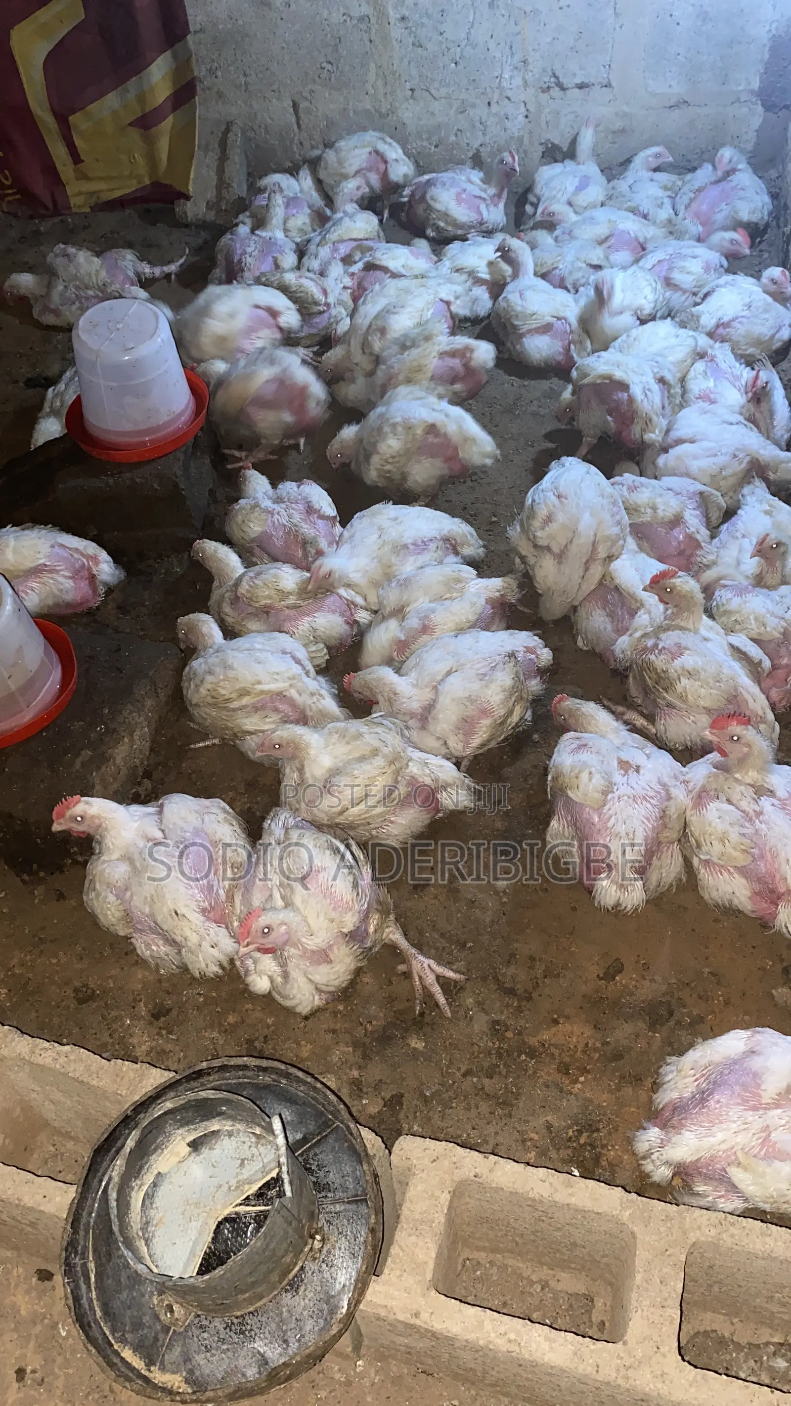 Broiler Chicken
