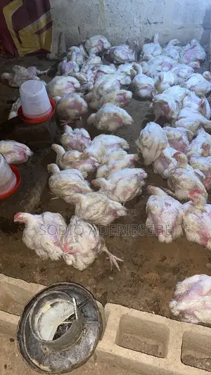 Broiler Chicken