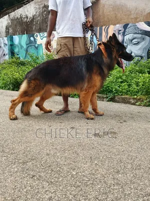 1+ year Male Purebred German Shepherd