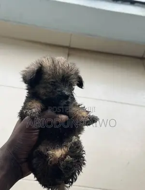 1-3 months Female Purebred Lhasa Apso