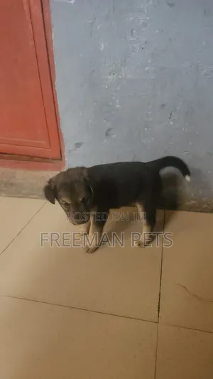 1-3 months Male Mixed Breed German Shepherd