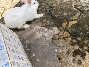 Adult Male Rabbit for Sale