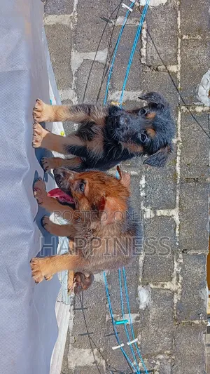 1-3 months Female Purebred German Shepherd