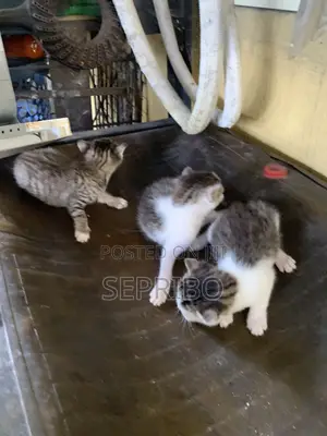 0-1 month Female Mixed Breed Tabby