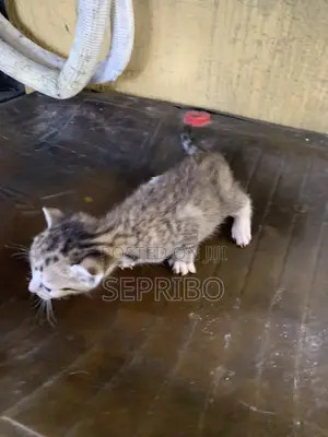 0-1 month Female Mixed Breed Tabby