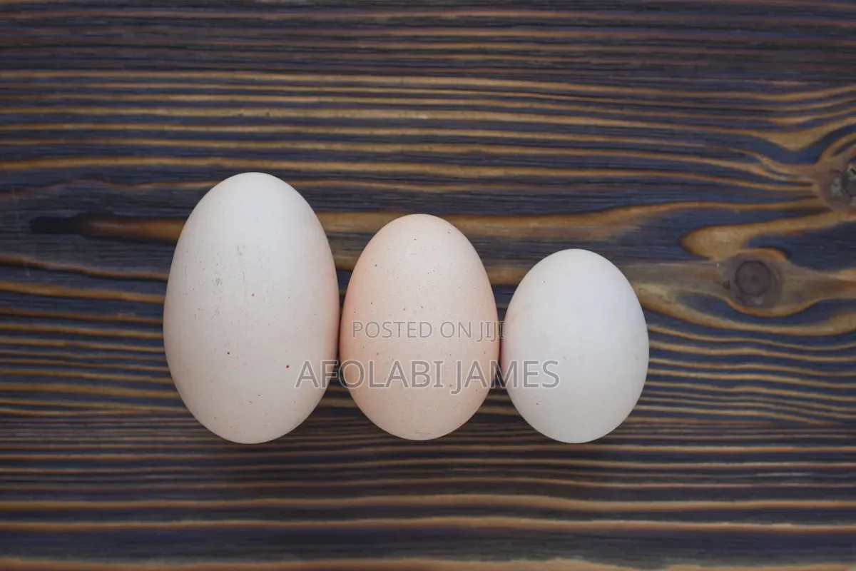 Afolabi Poultry Farm