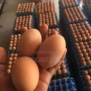 Afolabi Poultry Farm
