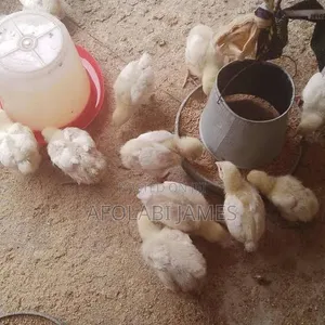 Afolabi Poultry Farm