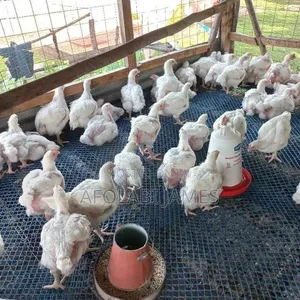 Afolabi Poultry Farm