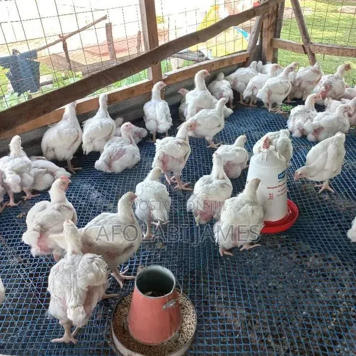 Afolabi Poultry Farm