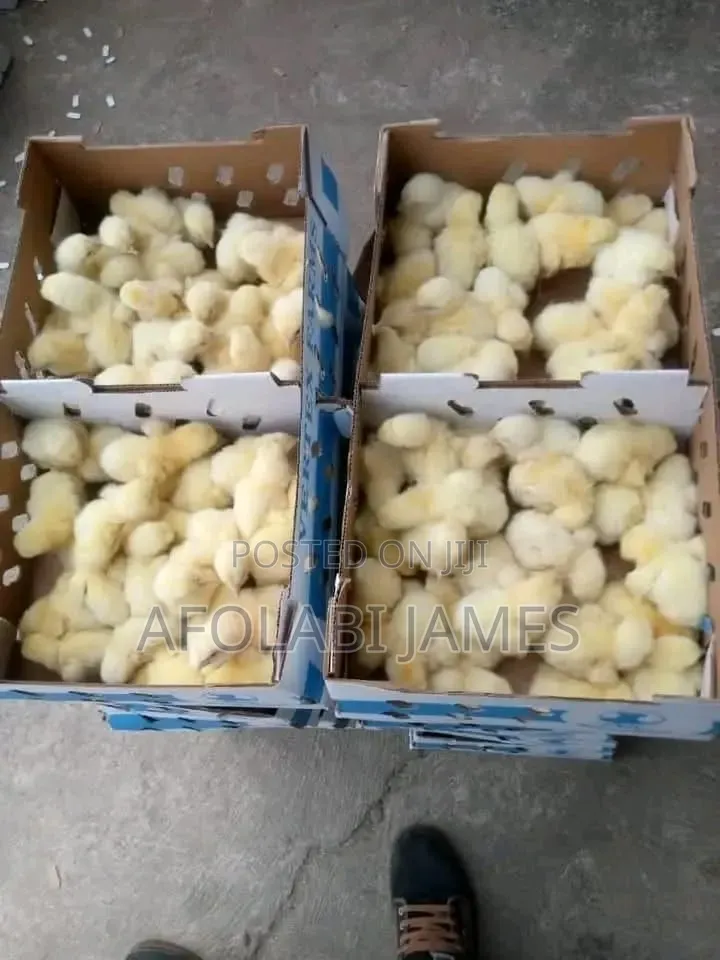 Afolabi Poultry Farm