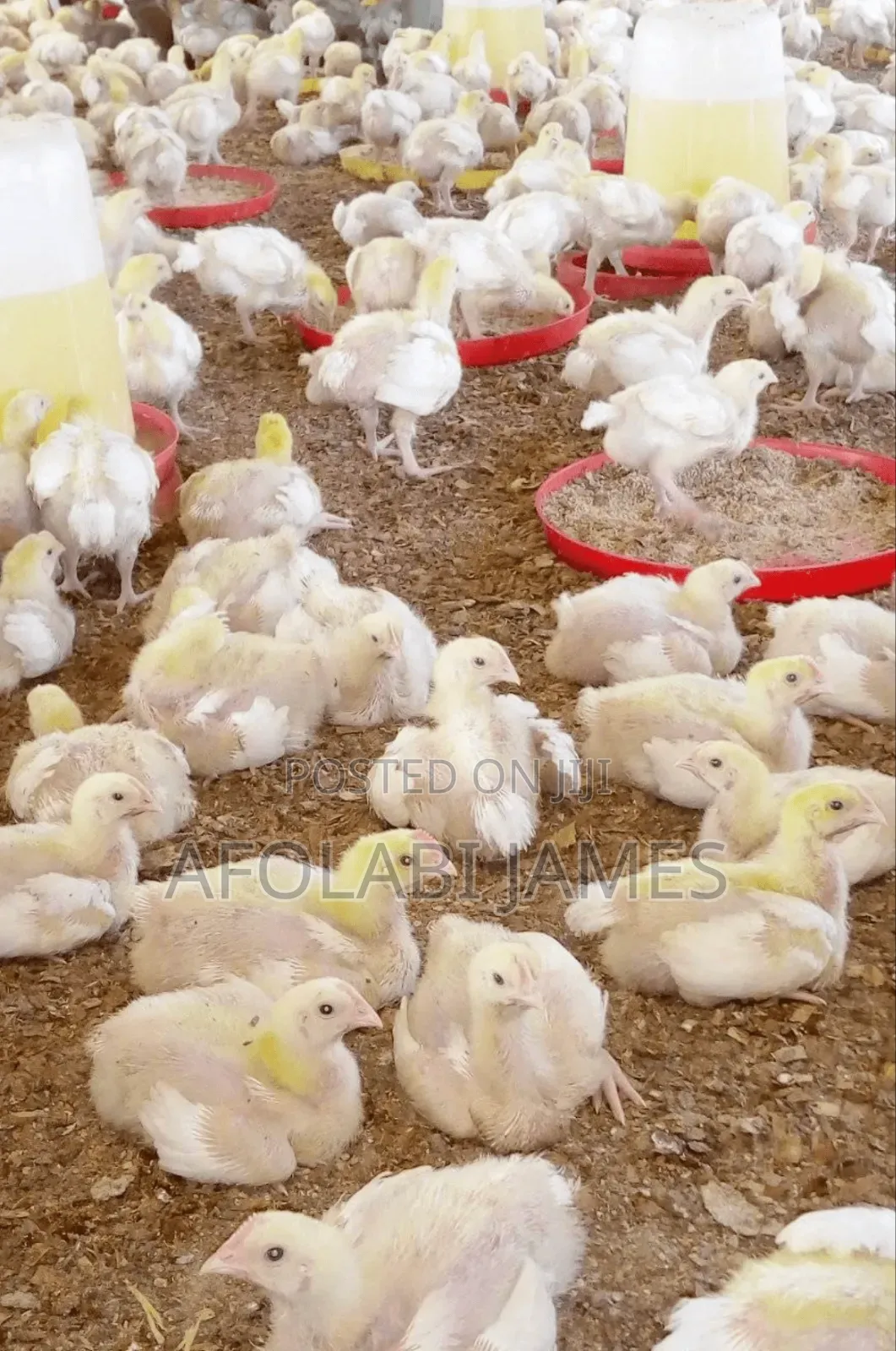 Afolabi Poultry Farm