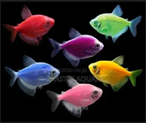 Florecent Tetra Fish