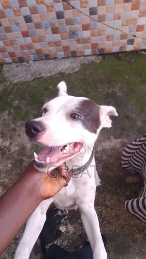 1-3 months Female Purebred American Pit Bull Terrier