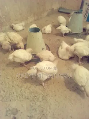 5 Weeks Broiler Chick  for Sell Just 50 Piece  or Book Per 10 Piec