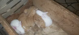 Palomino Rabbit