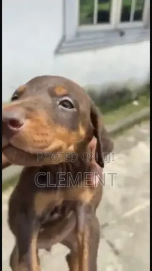3-6 months Female Purebred Doberman Pinscher