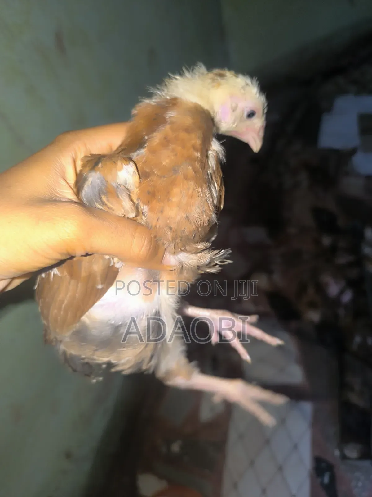 Noiler Chicks