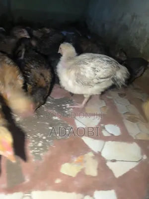 Noiler Chicks