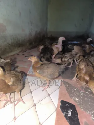 Noiler Chicks