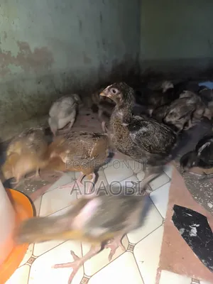 Noiler Chicks