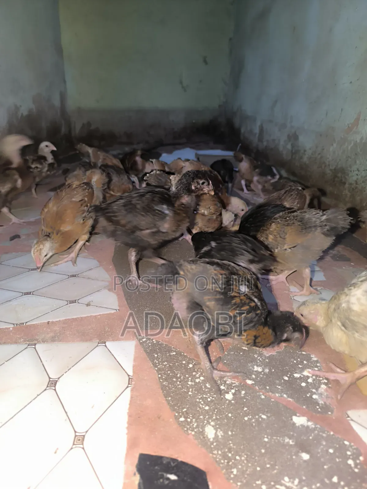 Noiler Chicks