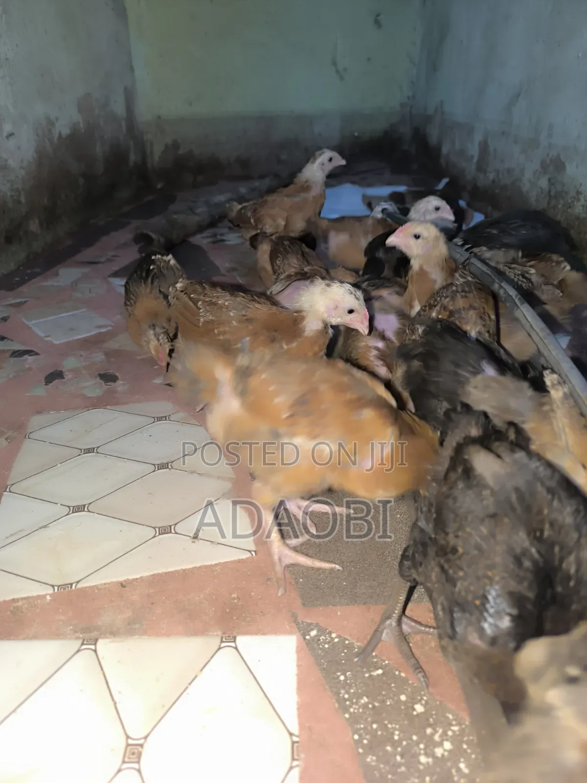 Noiler Chicks
