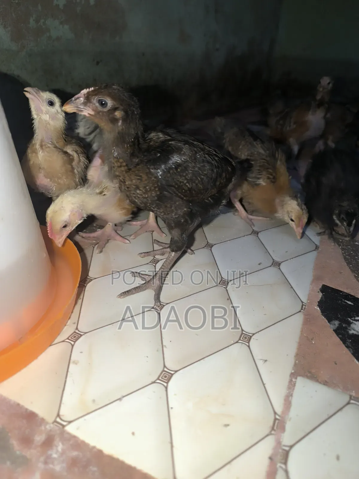 Noiler Chicks
