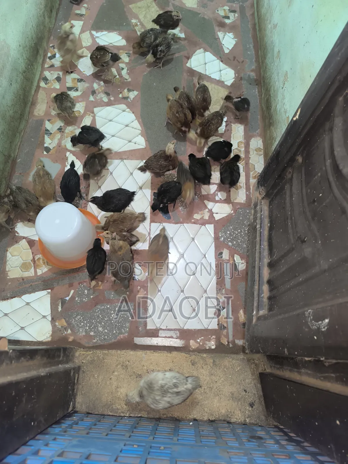 Noiler Chicks