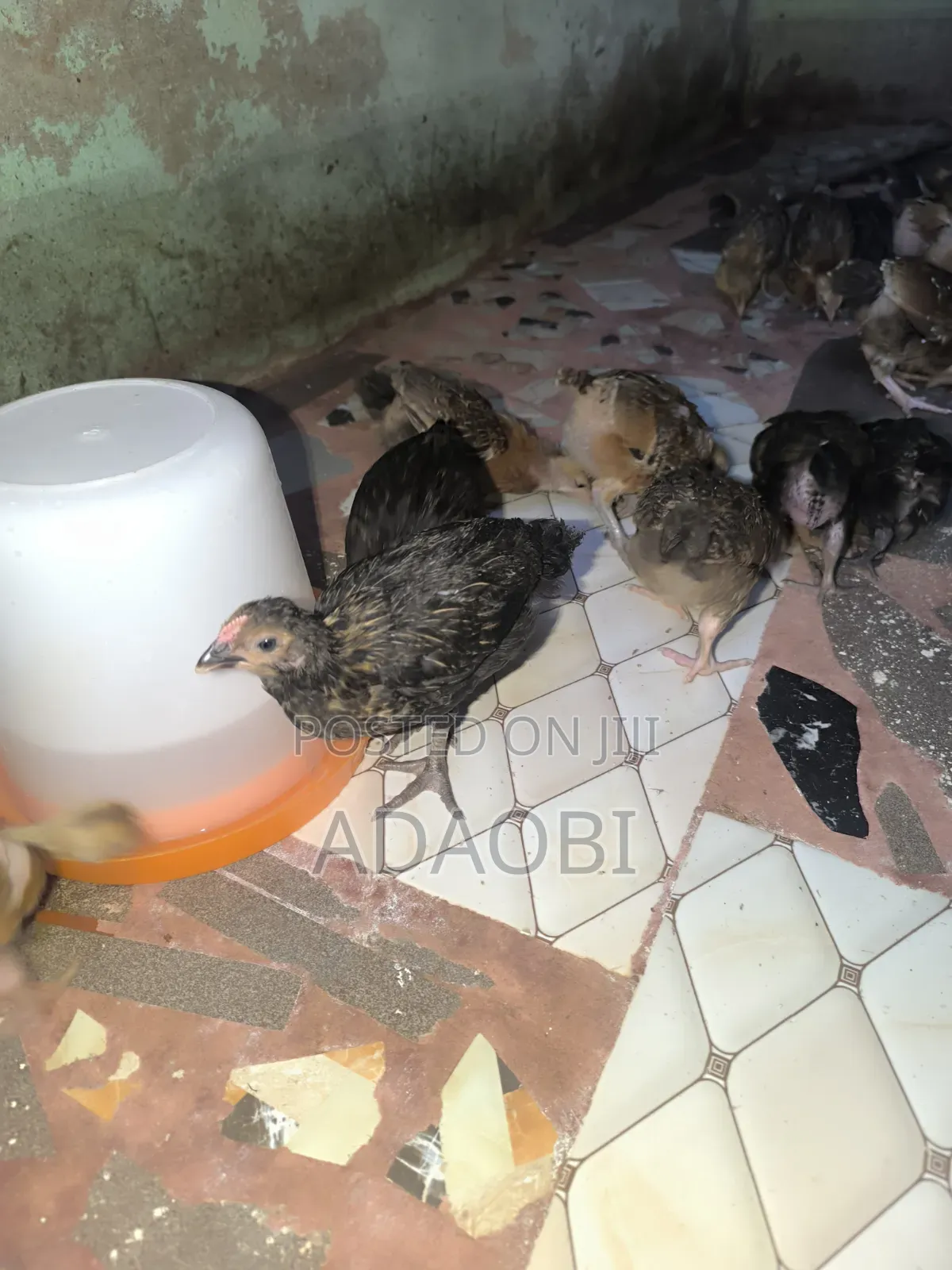 Noiler Chicks