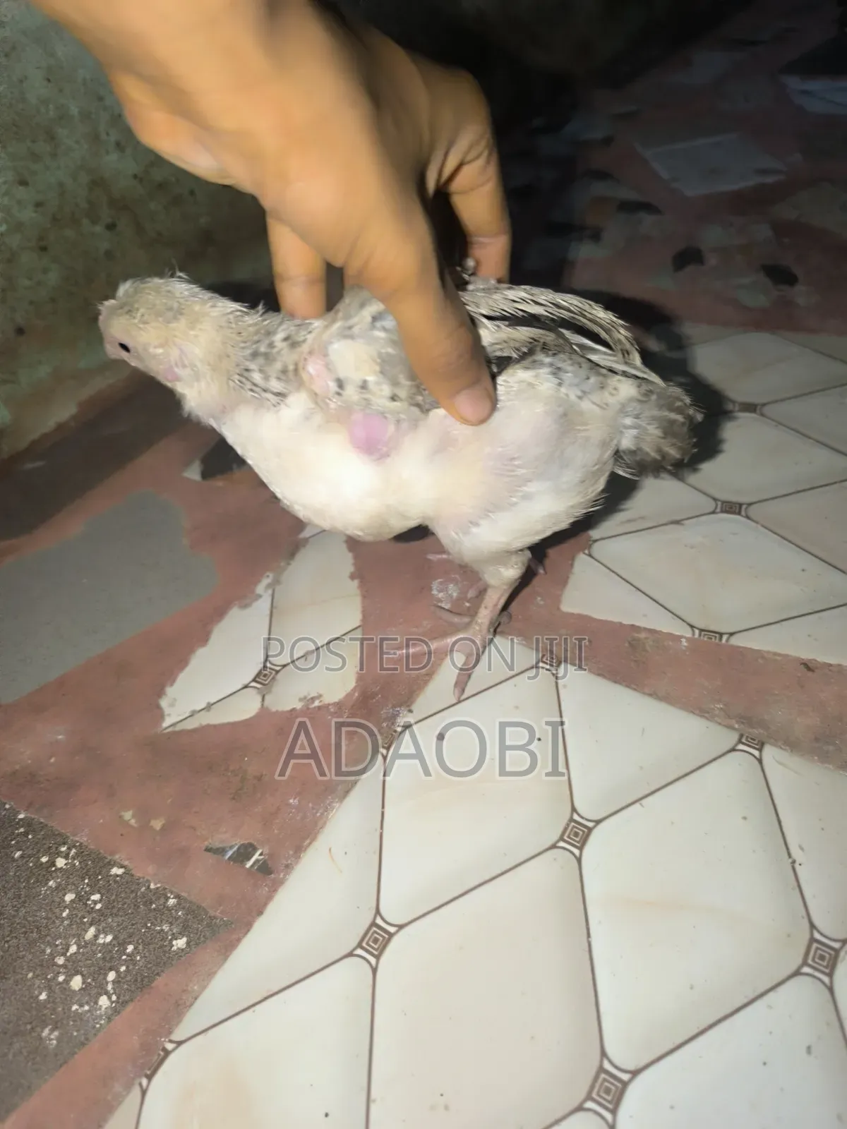 Noiler Chicks