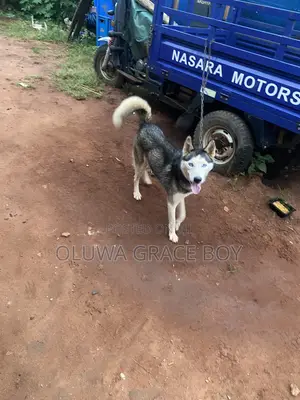 0-1 month Female Purebred Siberian Husky
