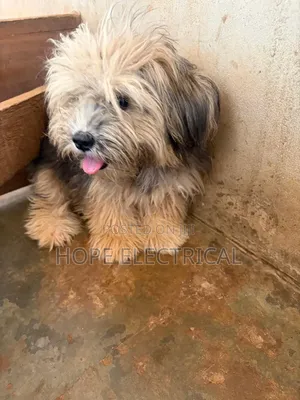 3-6 months Male Purebred Lhasa Apso