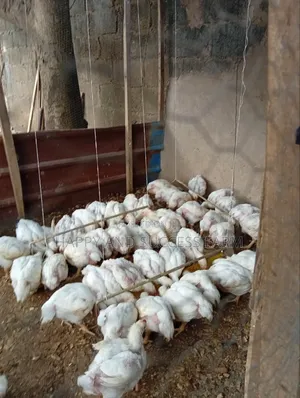 Heavy Discount Christmas Chicken Sales
