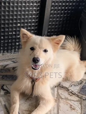 6-12 months Male Purebred American Eskimo