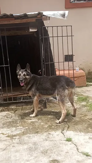 1+ year Male Purebred German Shepherd
