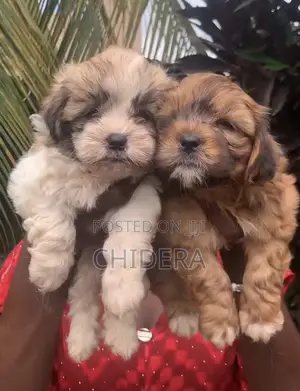 1-3 months Male Purebred Lhasa Apso