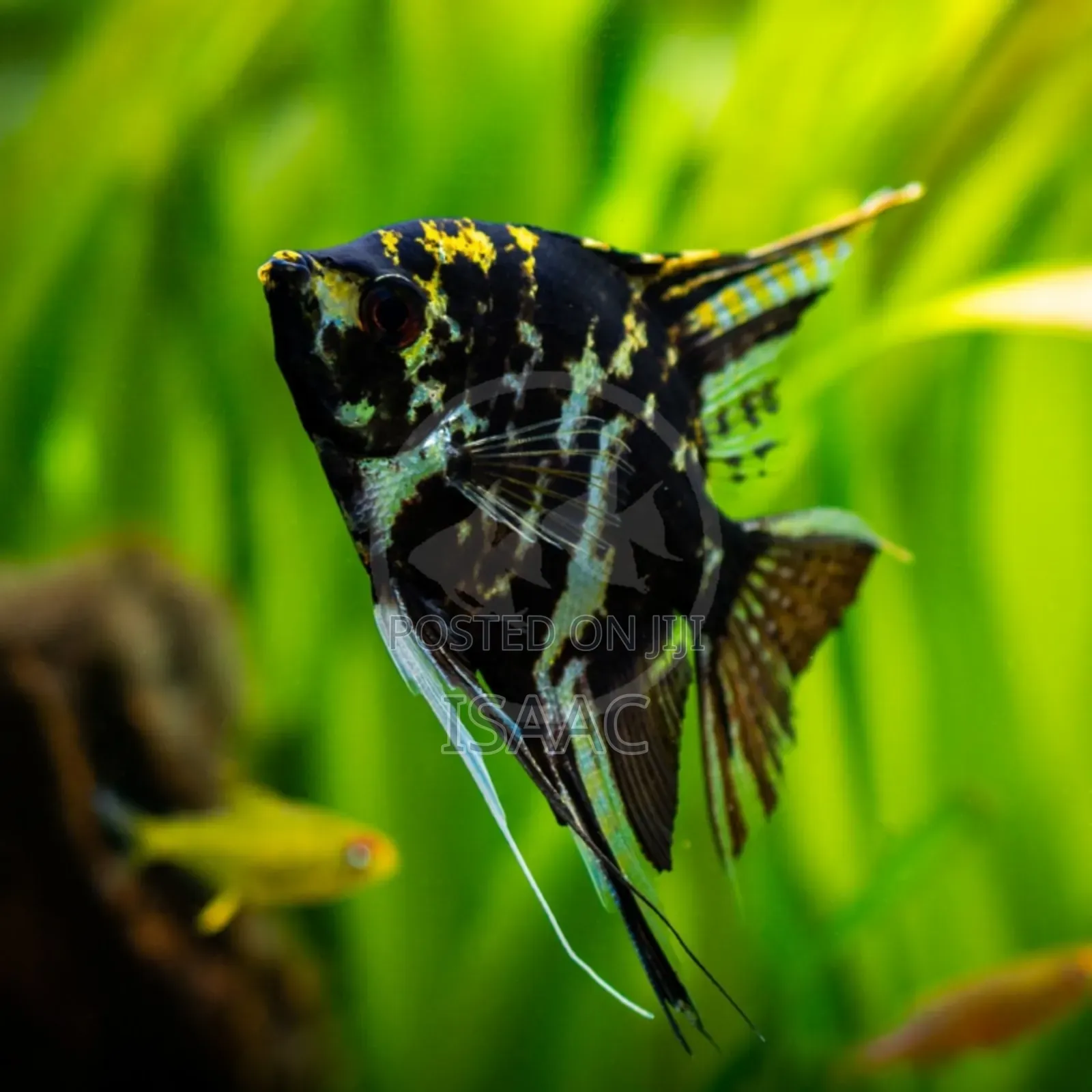 Angel Fish Available for Sale