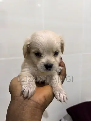 1-3 months Female Purebred Lhasa Apso
