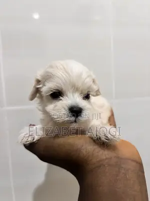 1-3 months Male Purebred Lhasa Apso
