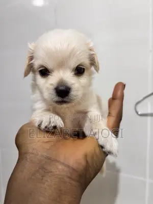 1-3 months Male Purebred Lhasa Apso