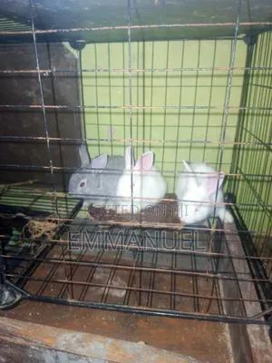 Big,small Rabbits for Sale
