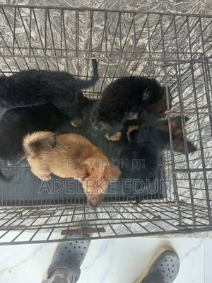 1-3 months Female Purebred German Shepherd