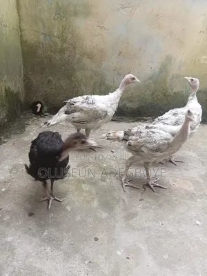 Local Turkey