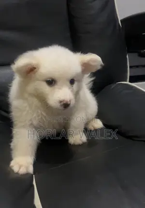 1-3 months Male Purebred American Eskimo